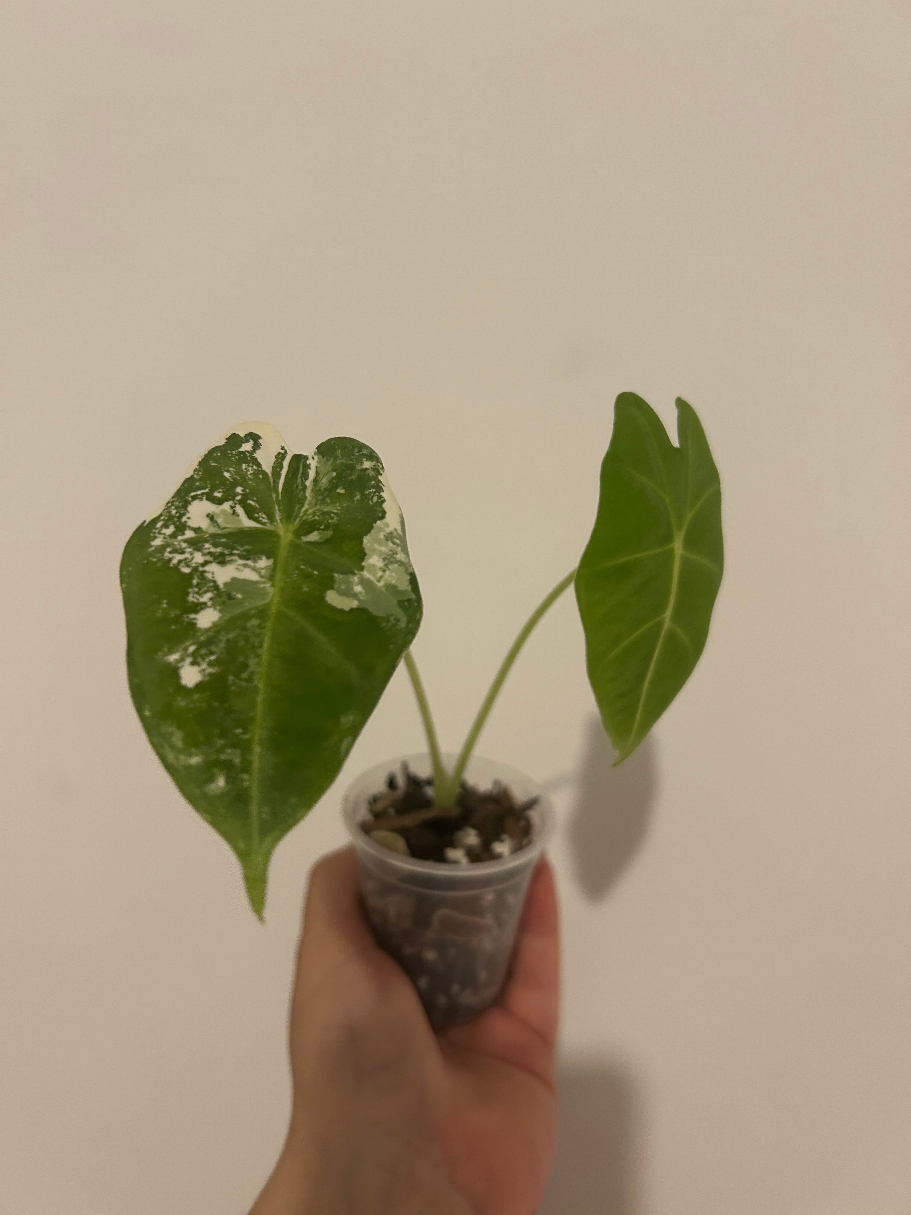 Alocasia frydek variegata