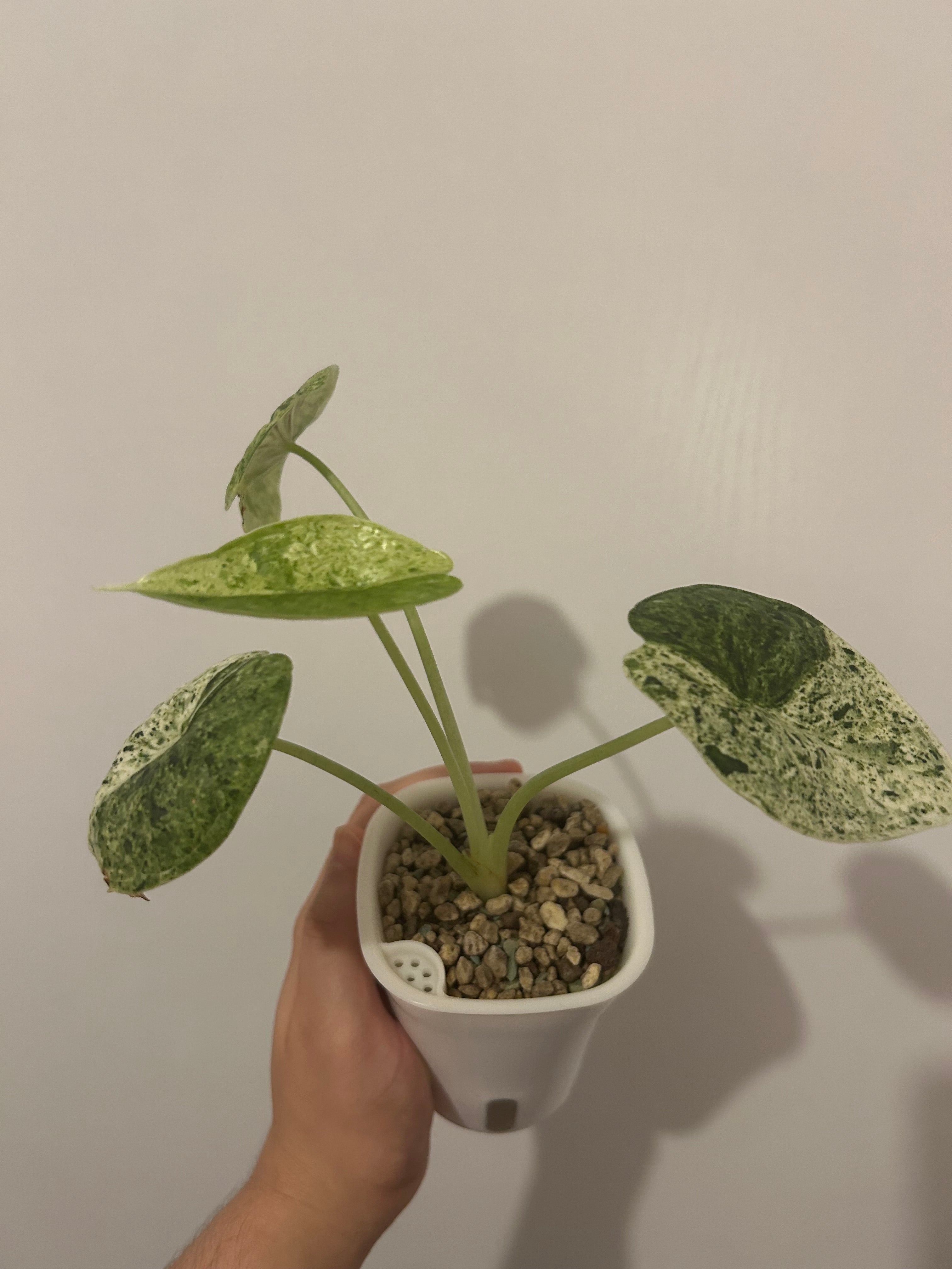 Alocasia dragon scale mint variegata