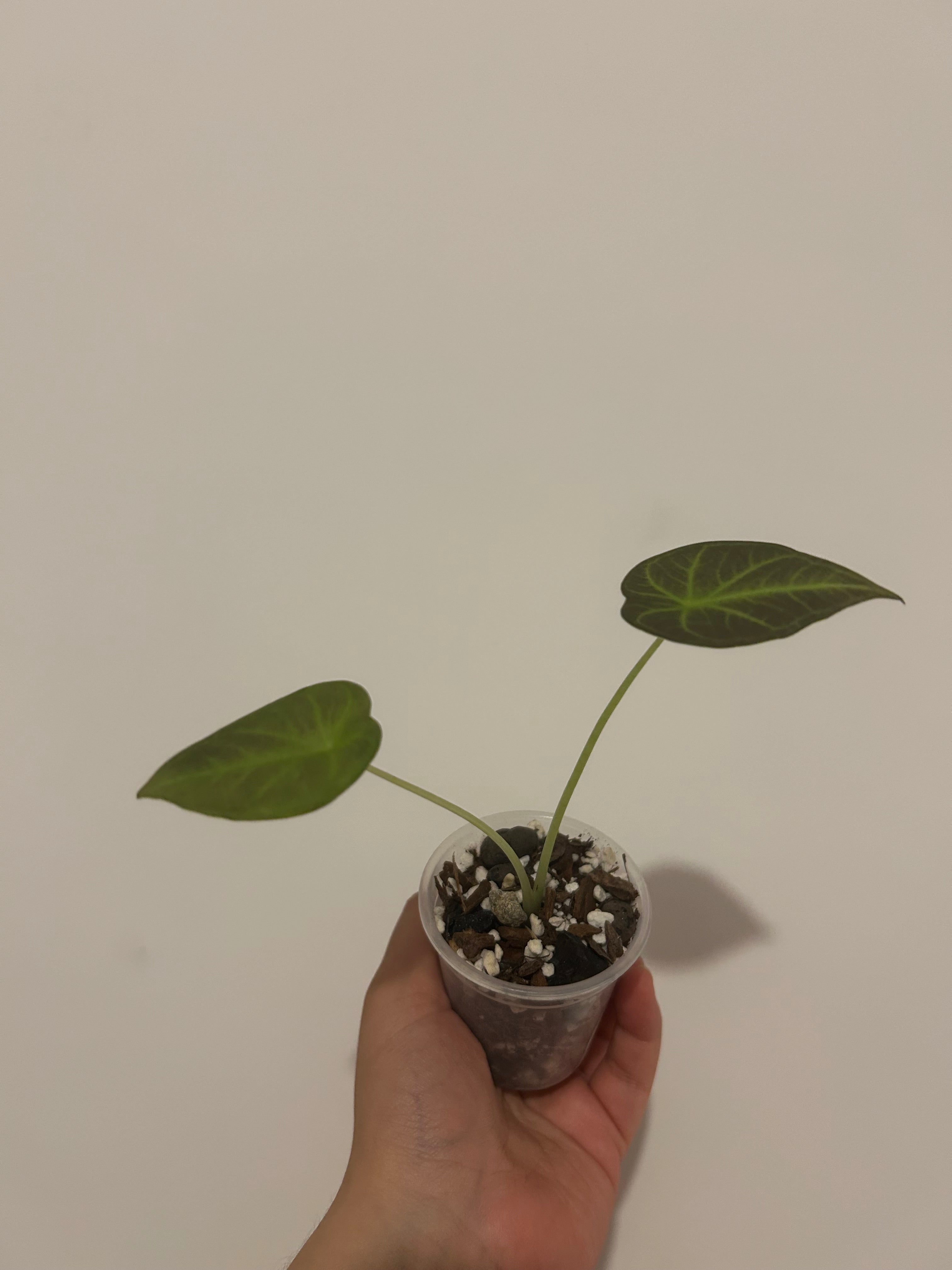 Alocasia jacklyn