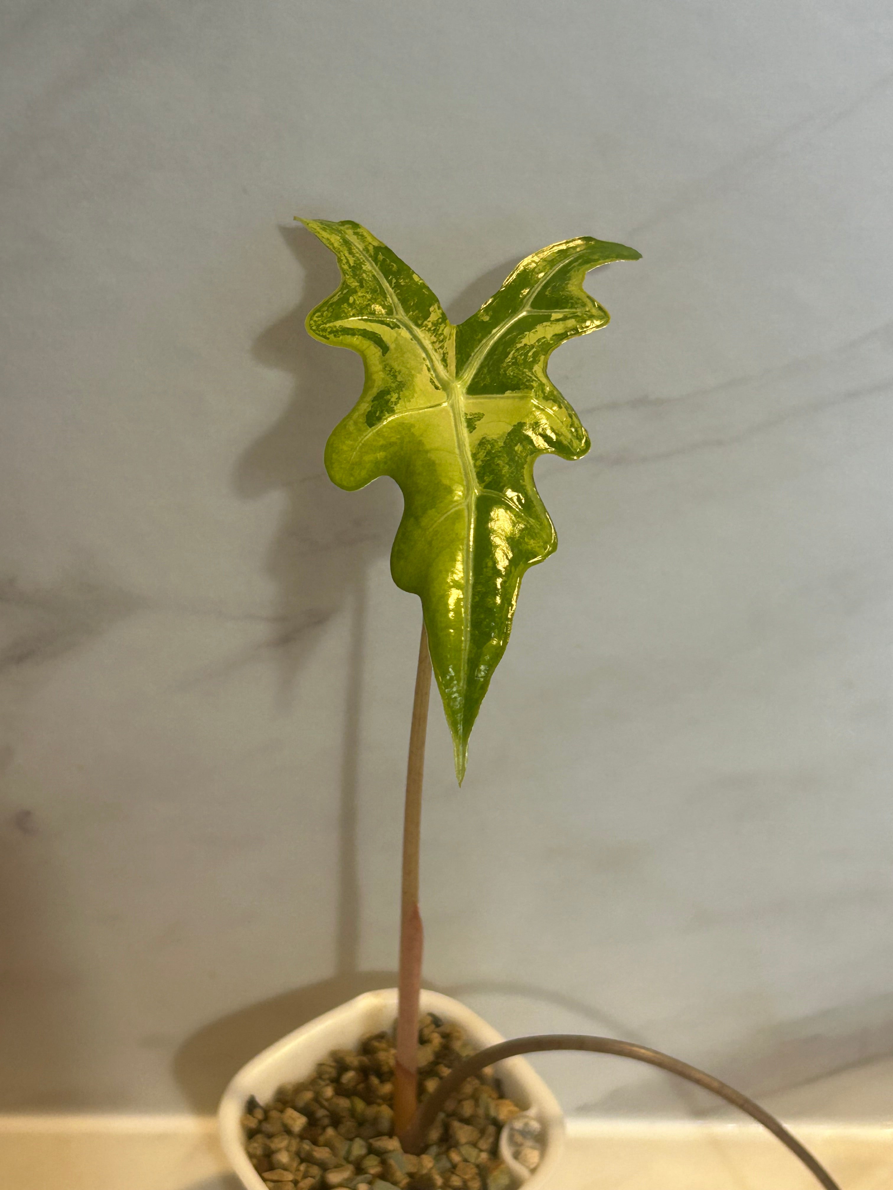 Alocasia nobilis aurea variegata
