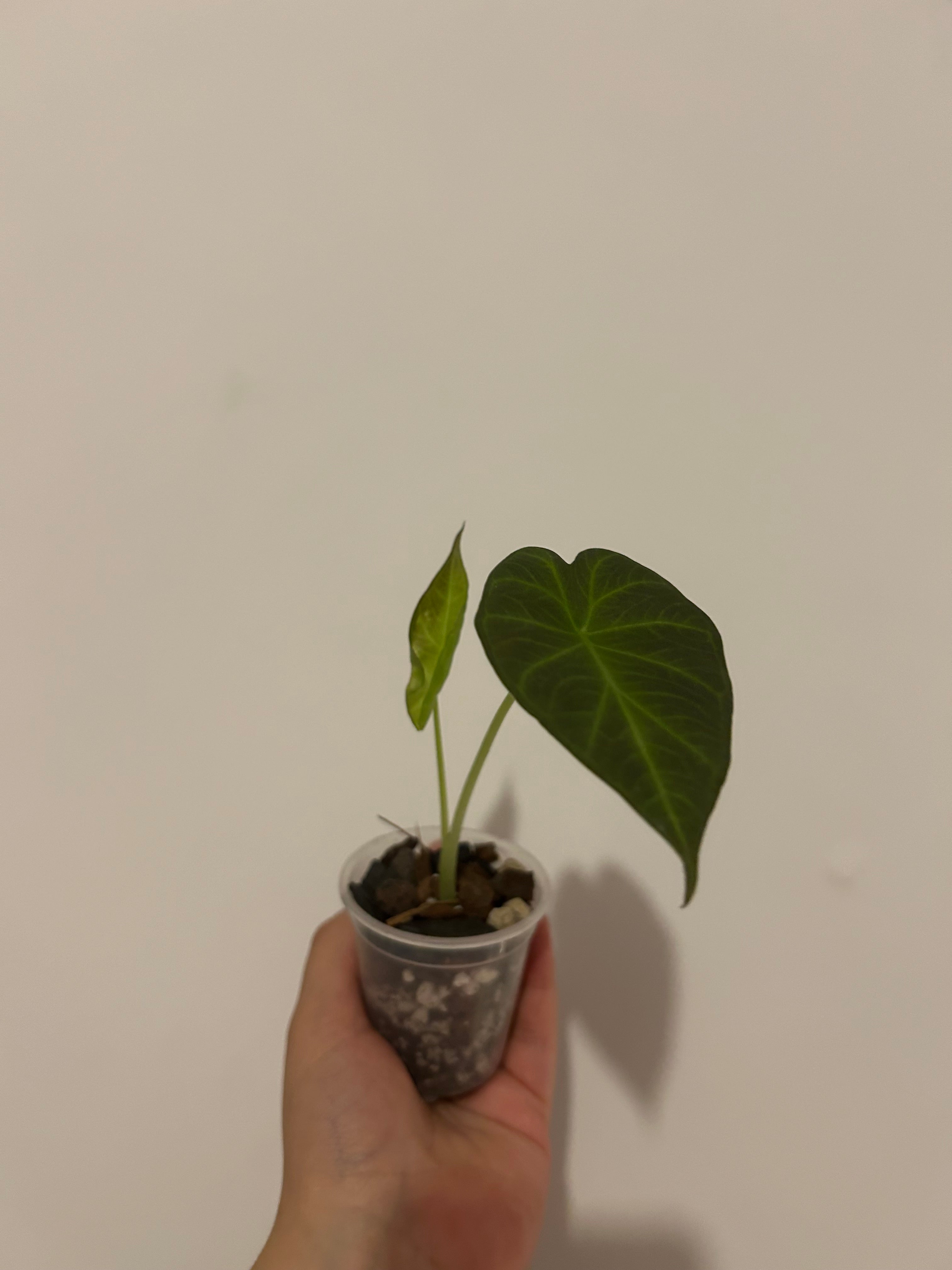 Alocasia régal shield