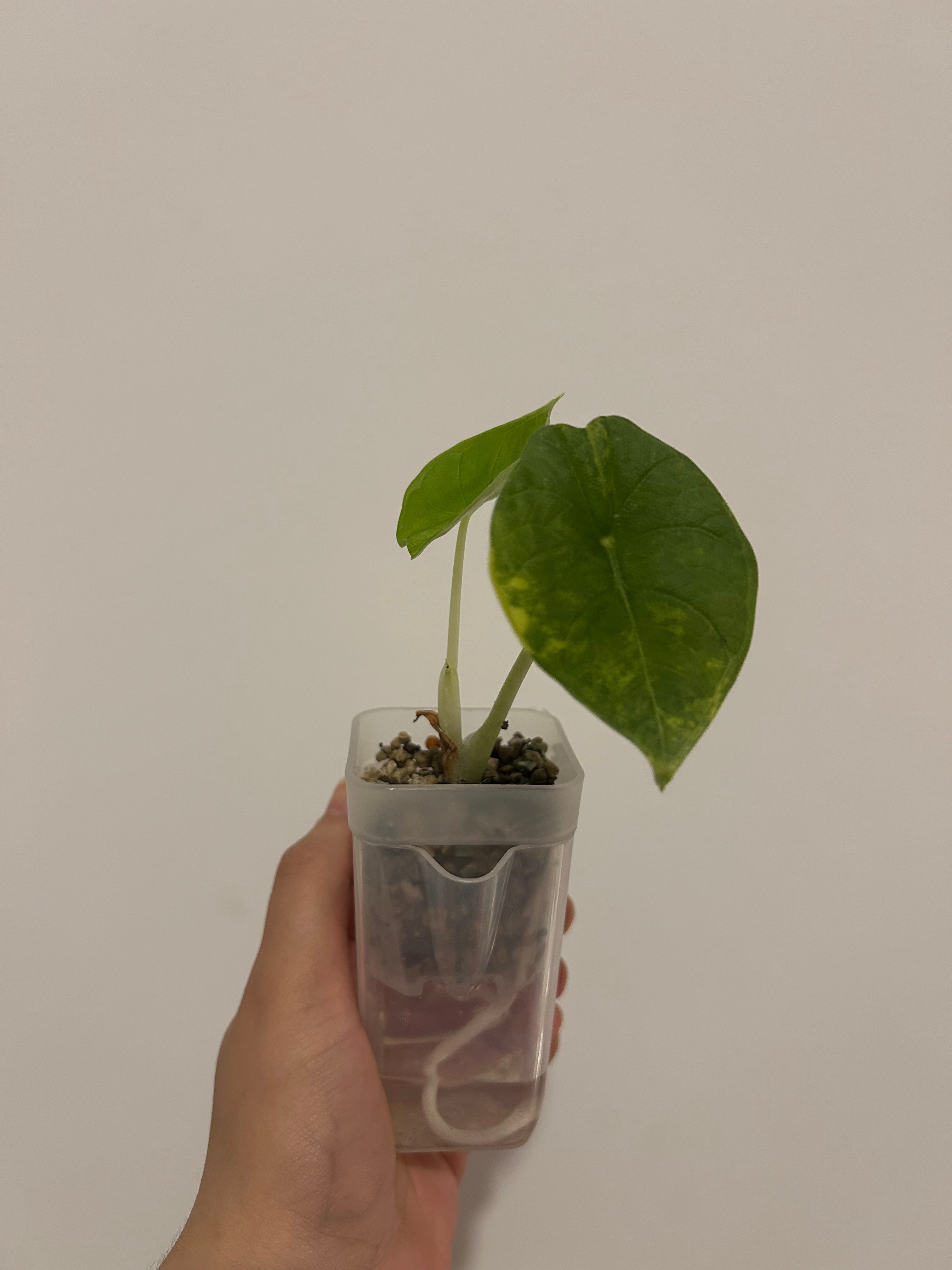 Alocasia melo aurea variegata