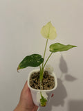 Alocasia cuculatta Wagyu variegata