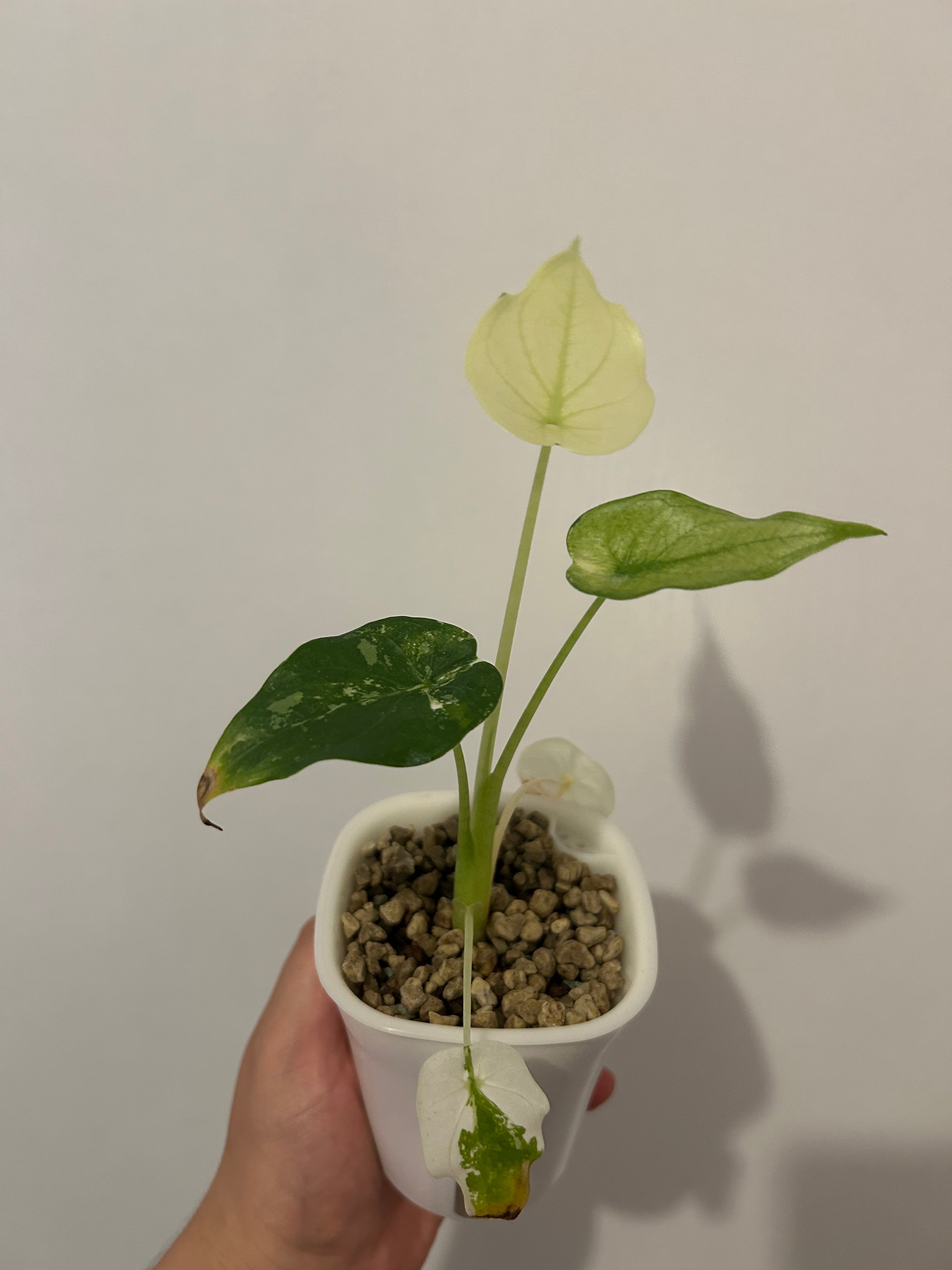 Alocasia cuculatta Wagyu variegata