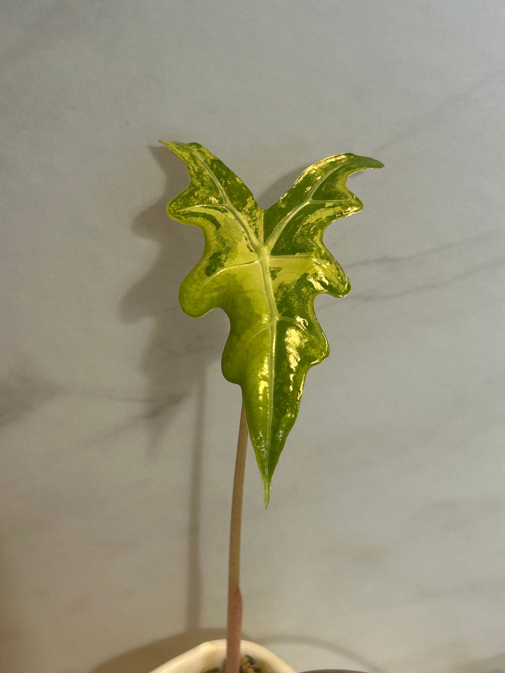 Bulbe alocasia nobilis aurea variegata