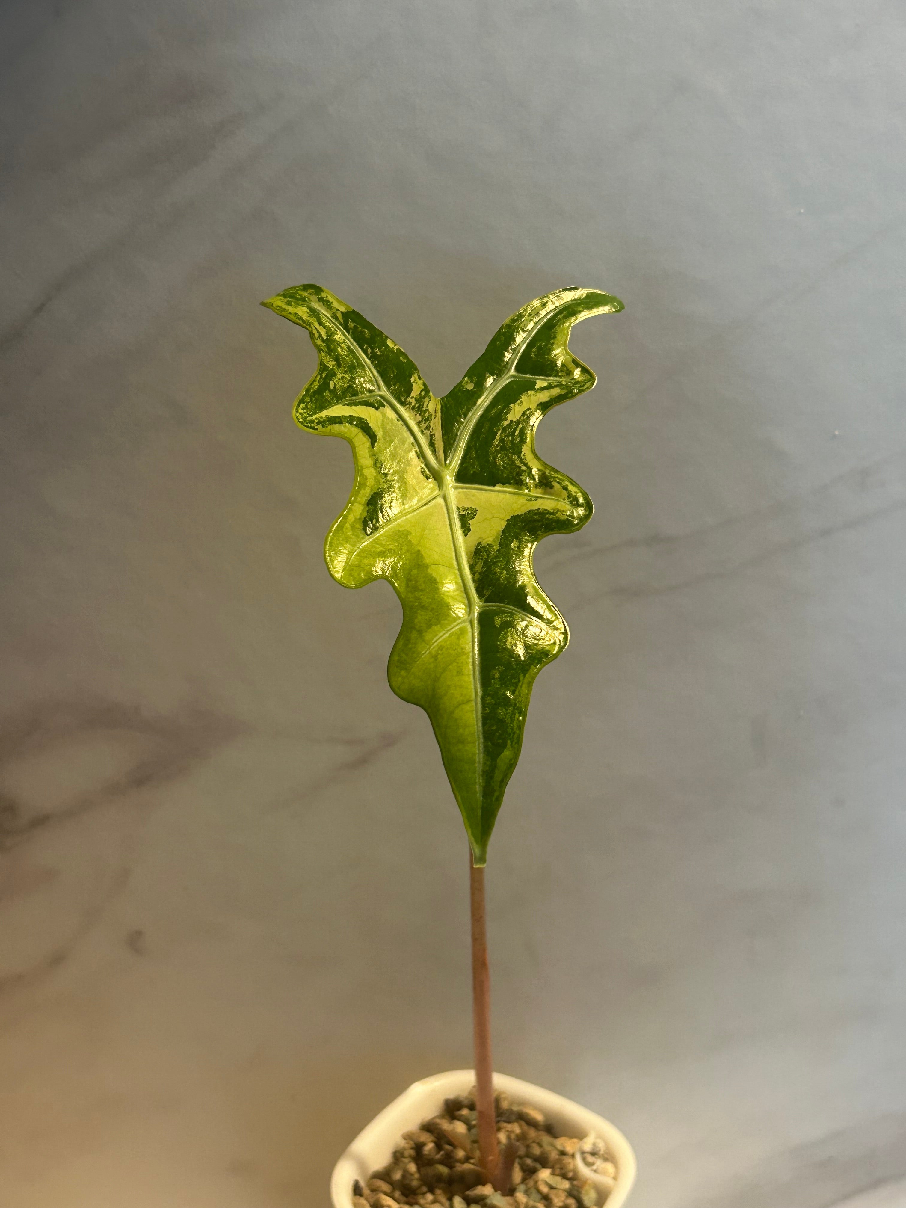 Bulbille alocasia nobilis aurea variegata