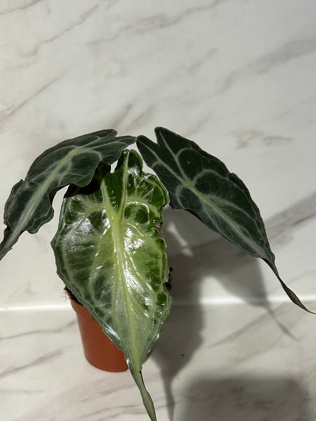 Alocasia venom