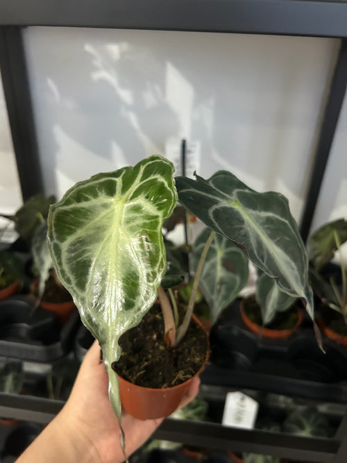 Alocasia venom
