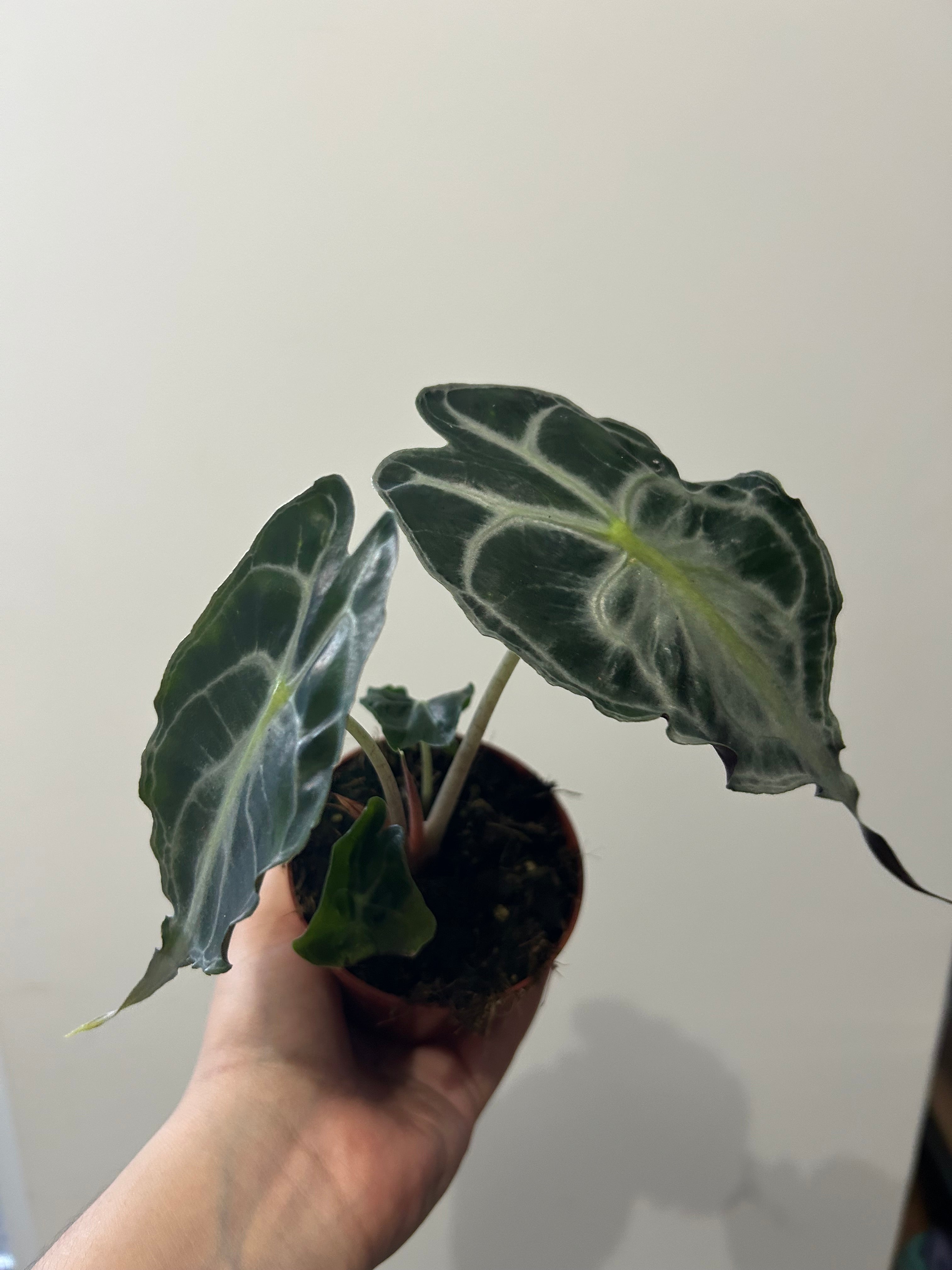 Alocasia venom