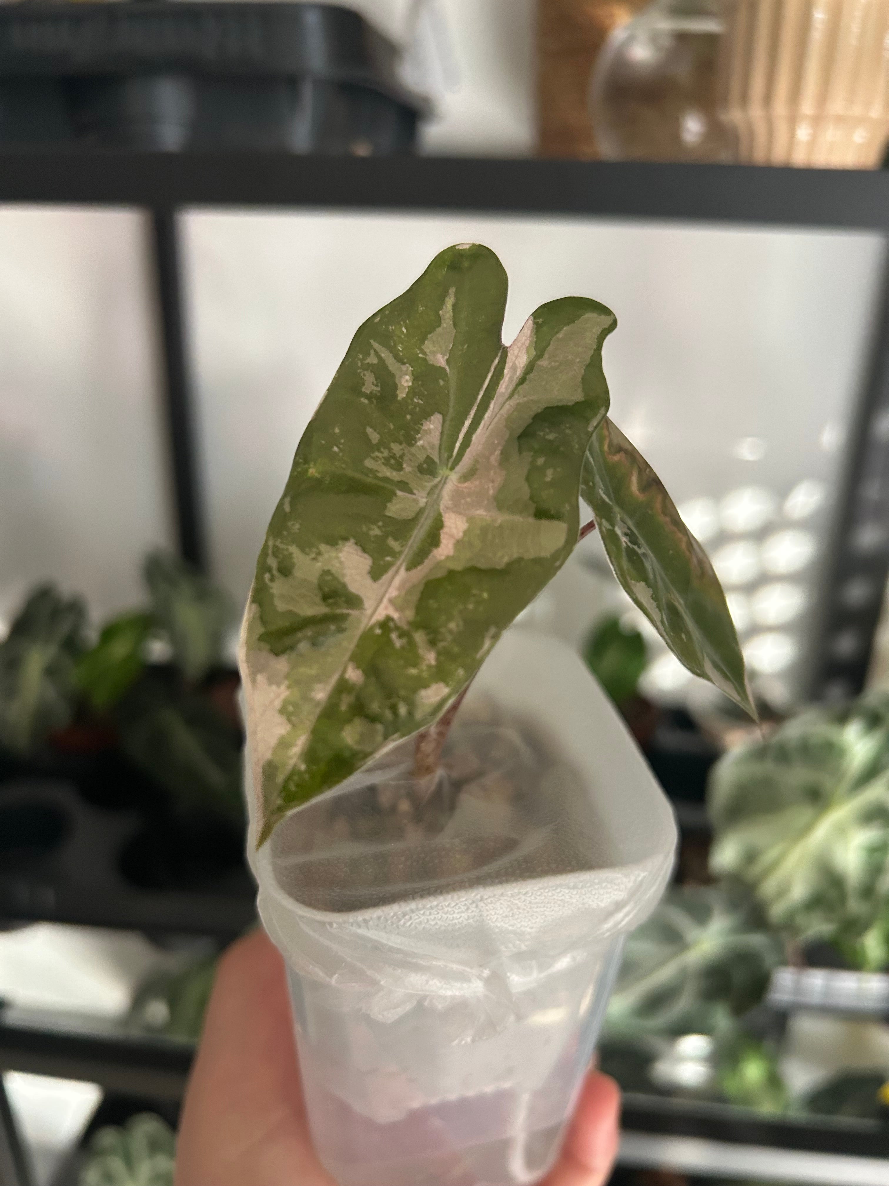 Alocasia pseudo sanderiana pink variegata