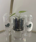 Pot de propagation bulbilles