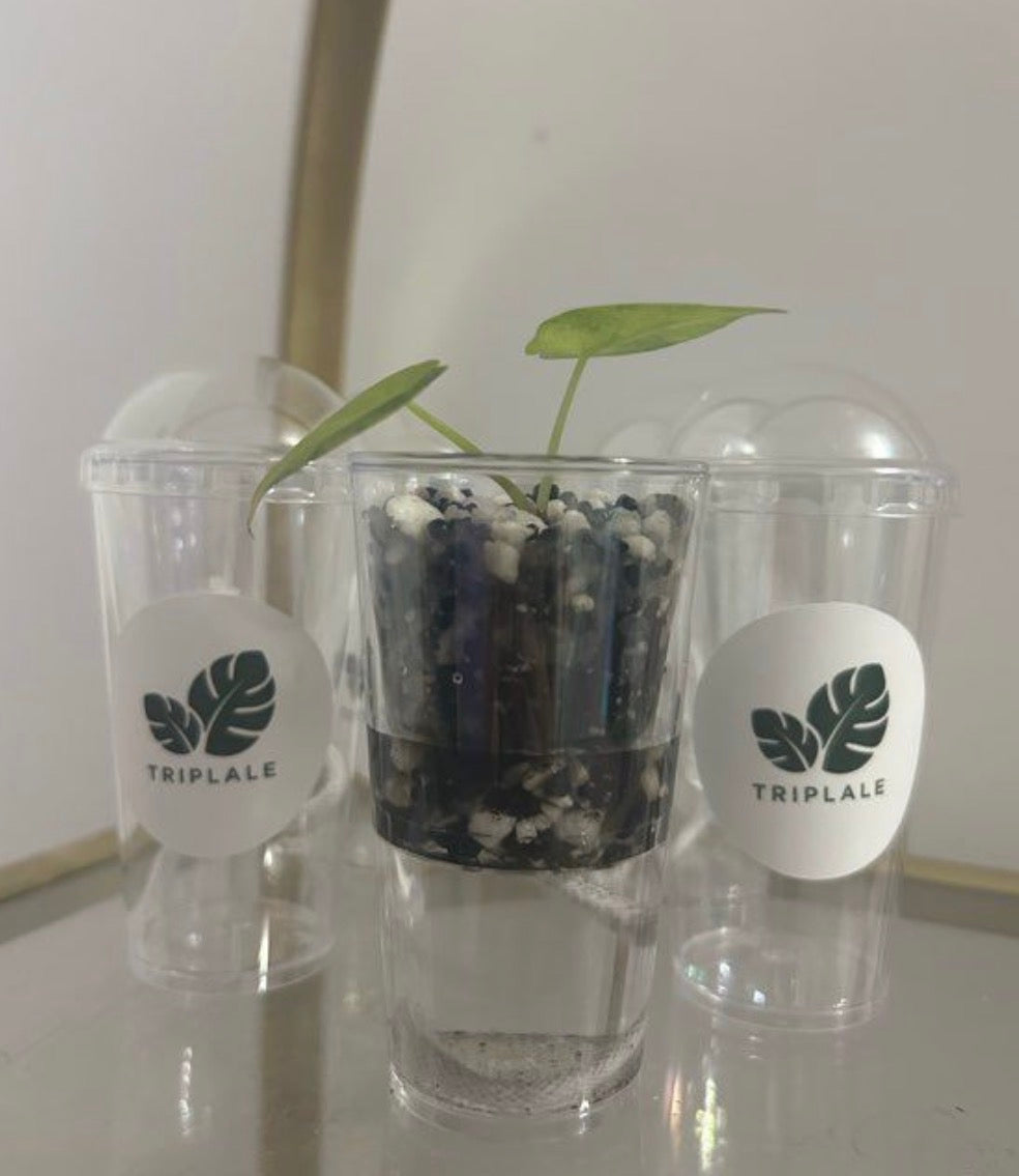 Pot de propagation bulbilles