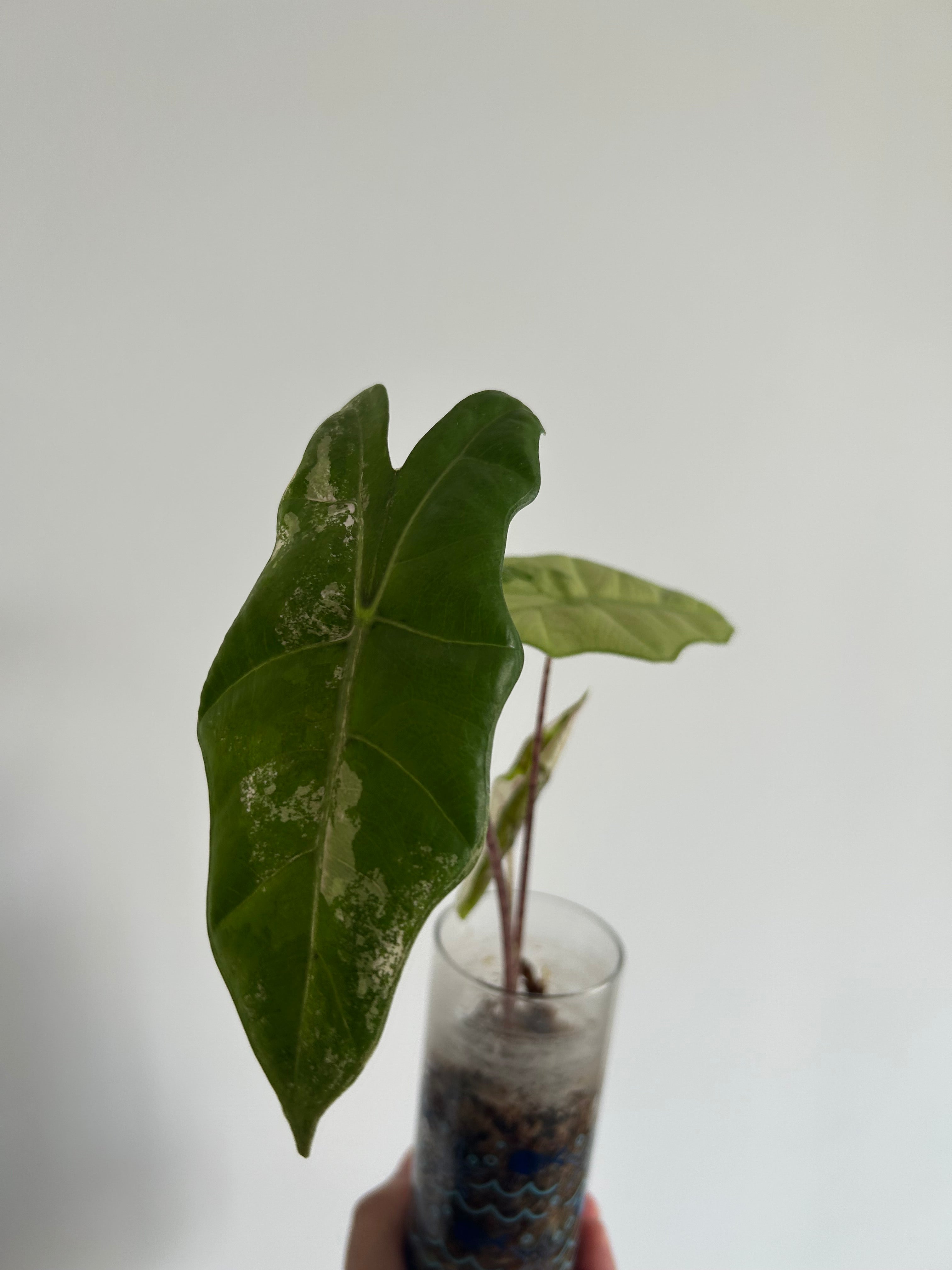 Alocasia pseudo sanderiana pink variegata